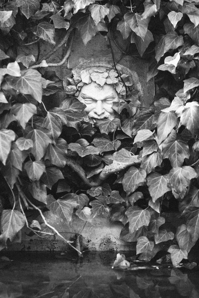 A fountain mask overgrown with ivy, in black and white